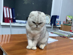 "Рецепт счастья от ДОЛ "Экспресс": Дети, коты и много любви!"