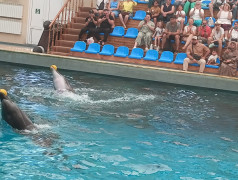 Дельфинарий в ФОЦ МИНЕРАЛЬНЫЕ ВОДЫ