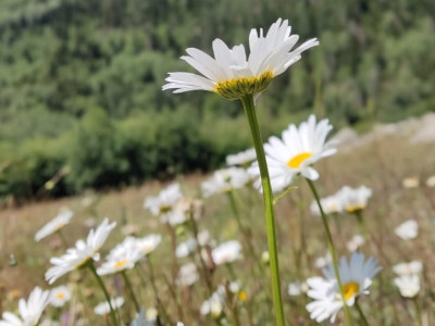 Красота природы в двух шагах от лагеря Бештау